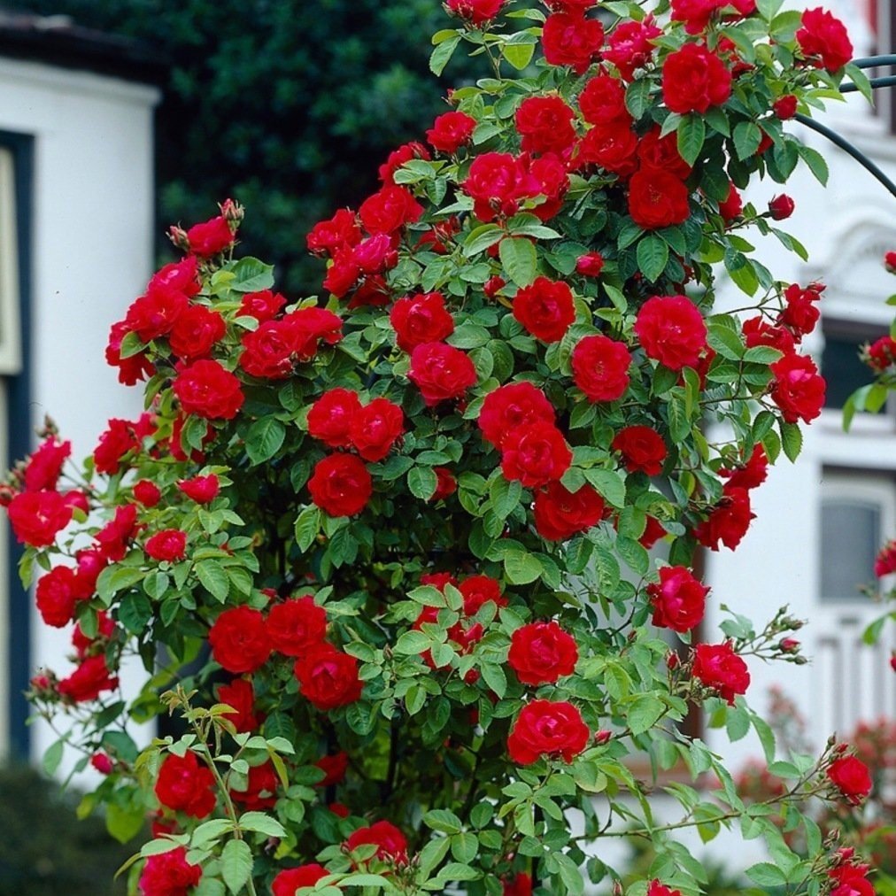 Tüplü Kokulu Cherry Belle Kırmızı Sarmaşık Gül Fidanı(150-200 cm)