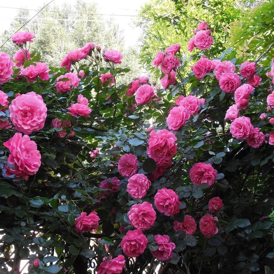 Tüplü Kokulu Pembe Quen Sarmaşık Gül Fidanı