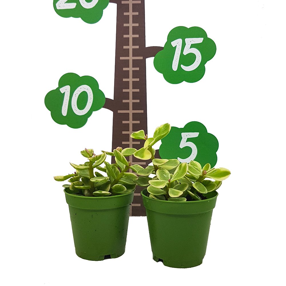 Crassula Portulaca Afra Sukulent Özel Üretim(5.5 Luk Saksıda)