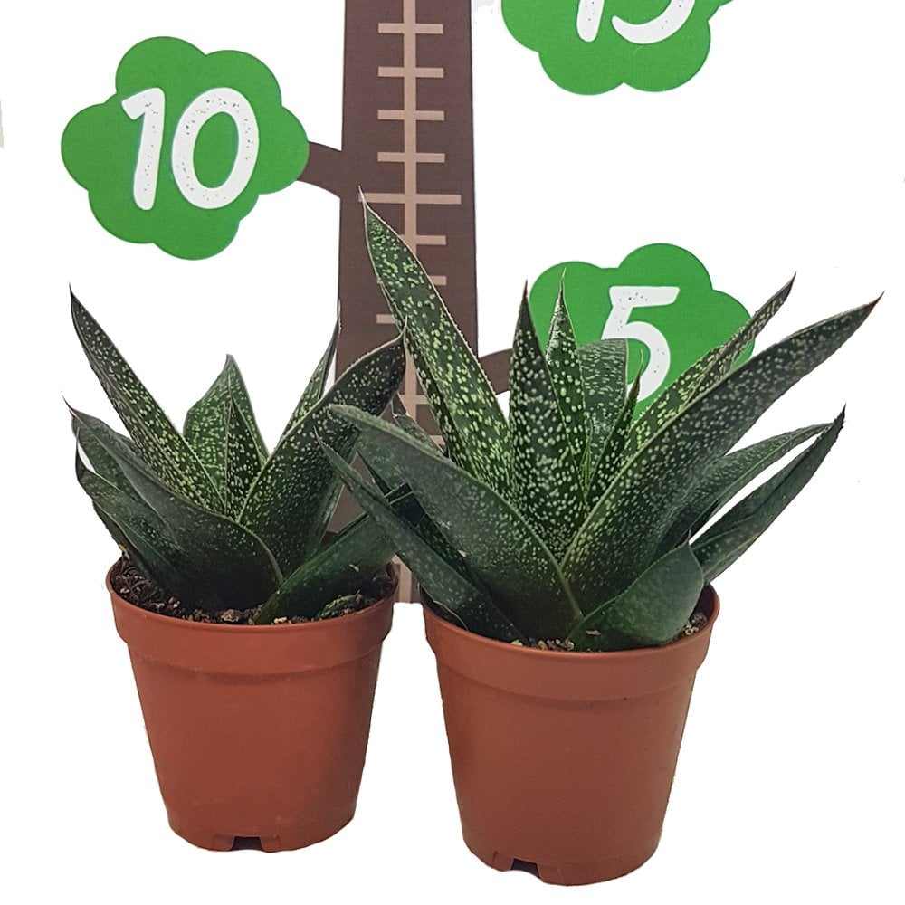 Gasteraloe Flow Howarthia Sukulent Özel Üretim (5.5 Luk Saksıda)