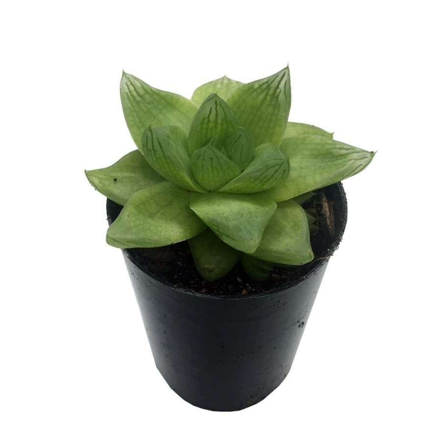 Haworthia Cymbiformis Sukulent Özel Üretim(5.5 Luk Saksıda)