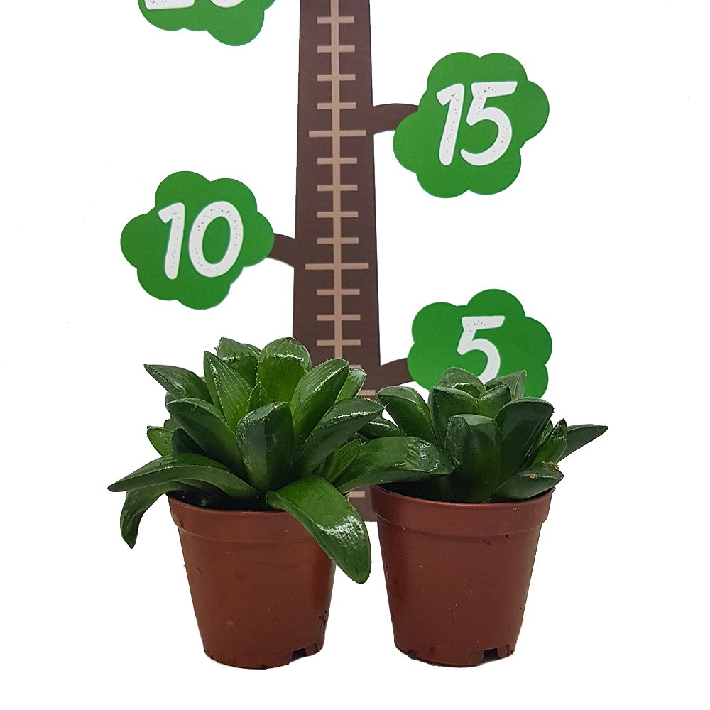 Haworthia Retusa Sukulent Özel Üretim (5.5 Luk Saksıda)