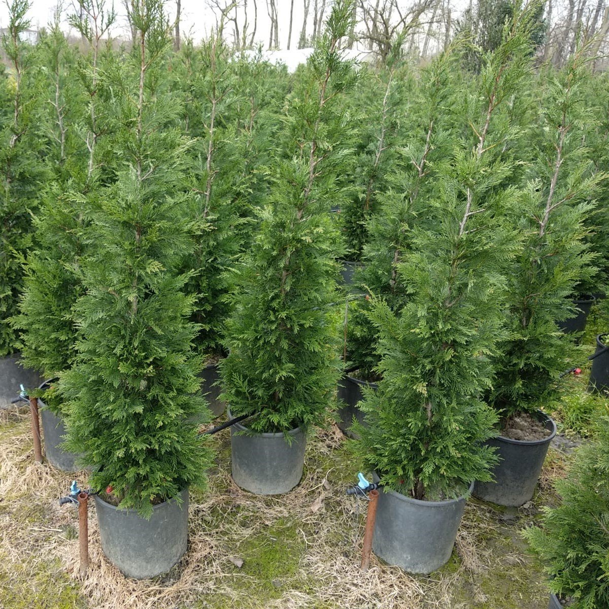 Tüplü Leylandi Fidanı (50-70 cm)