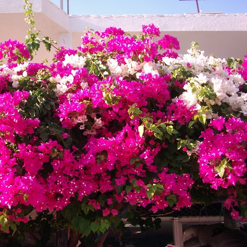 Tüplü Pembe Beyaz Kristal Begonvil Gelin Duvağı Fidanı (150-200 cm)