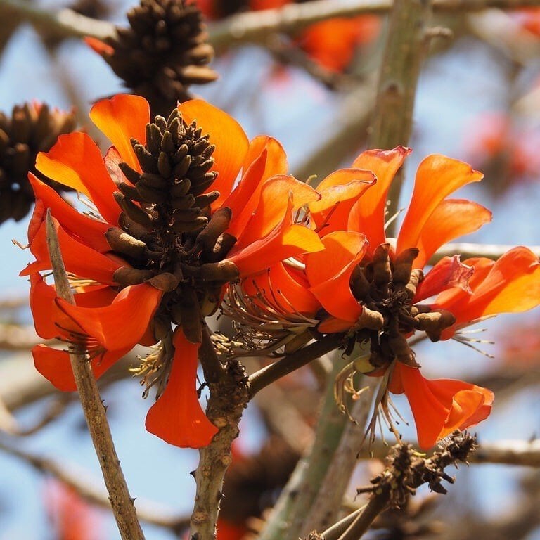 Özel Çeşit Mercan Ağacı (Erythrina Caffra) Fidanı 30-60 cm