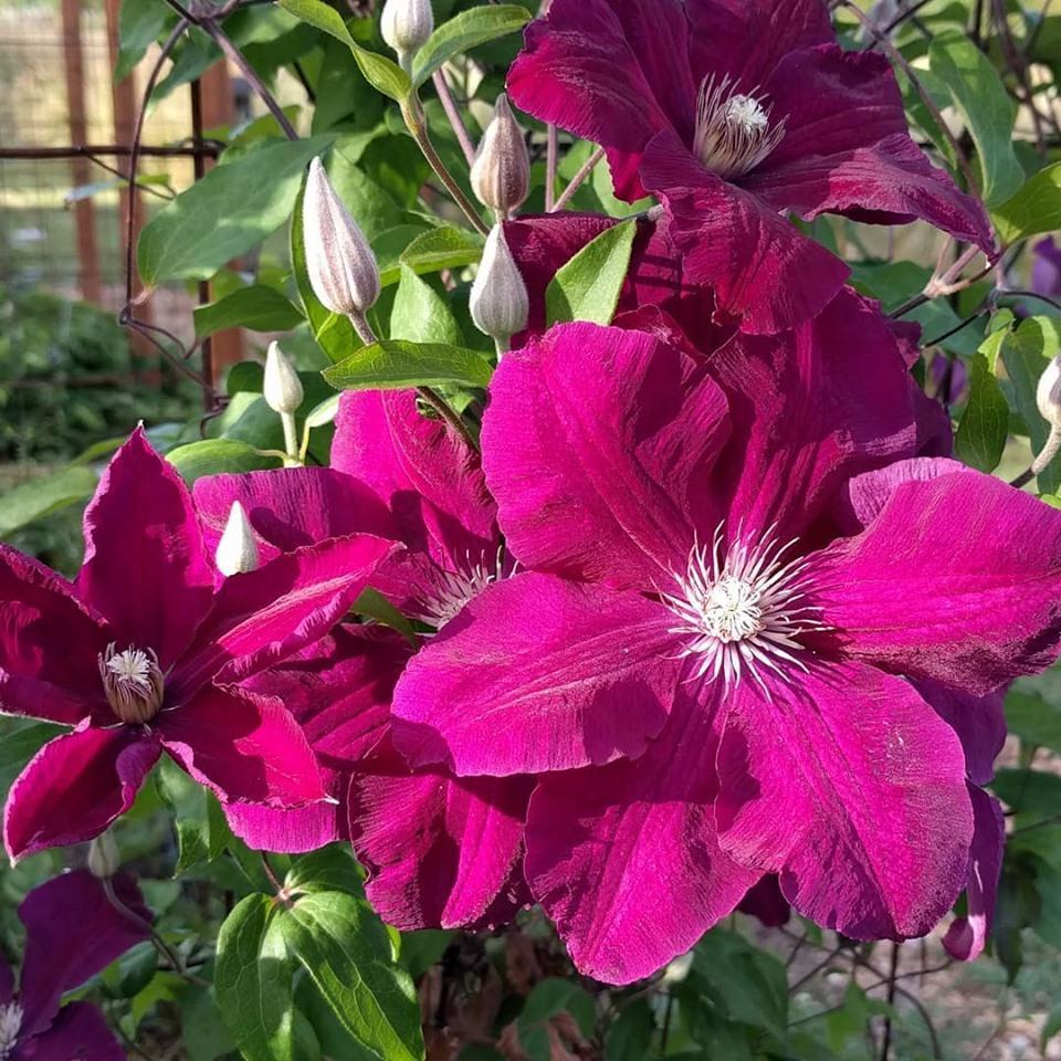 Tüplü Clematis Rouge Cardinal Çiçeği (Orman Asması) Fidanı