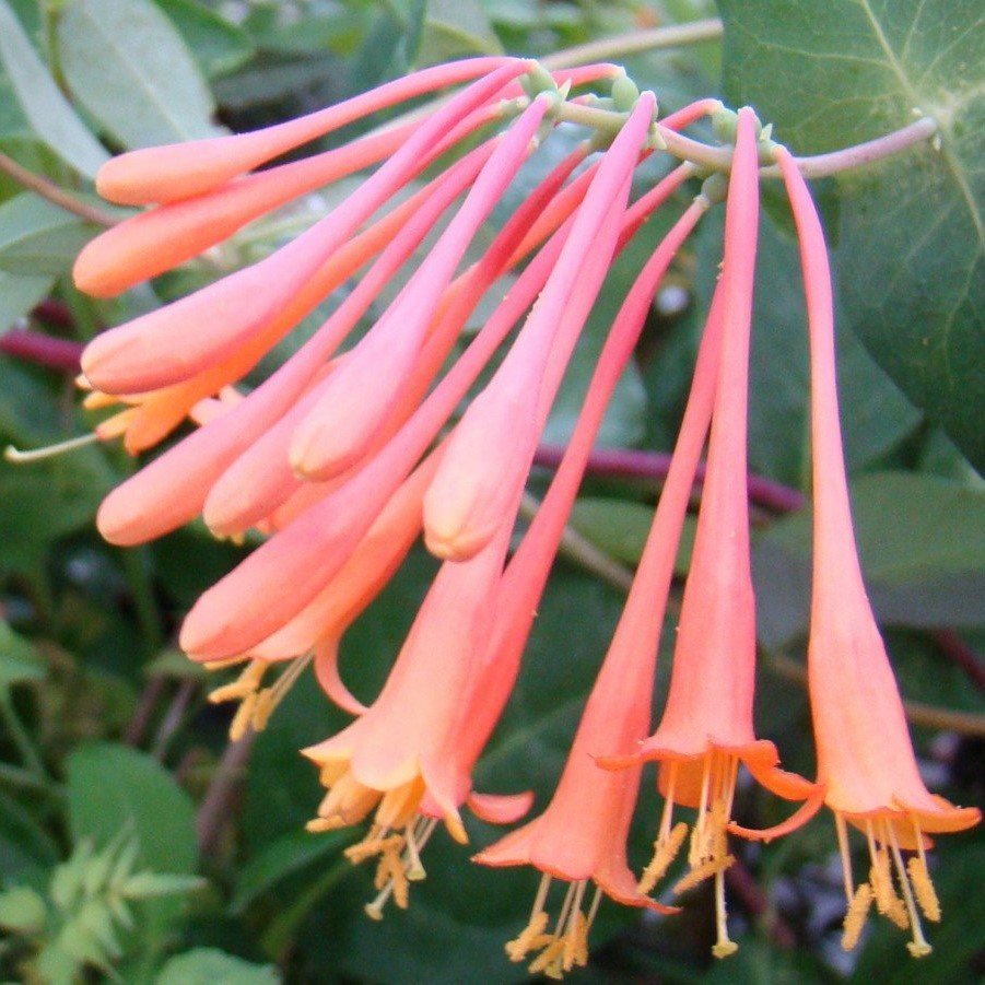 Tüplü Lonicera Sempervirens Kokulu Trompet Hanım Eli Fidanı