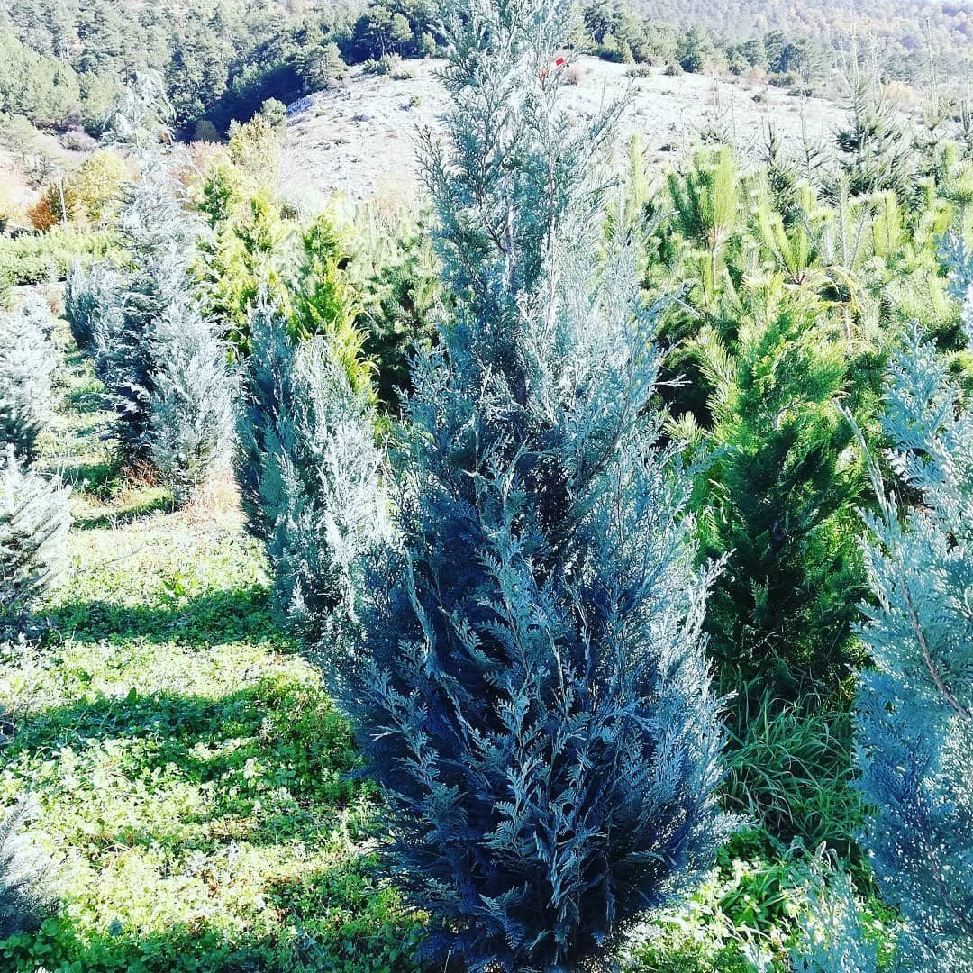 Tüplü Aşılı Mavi Servi Fidanı (100-120 cm)