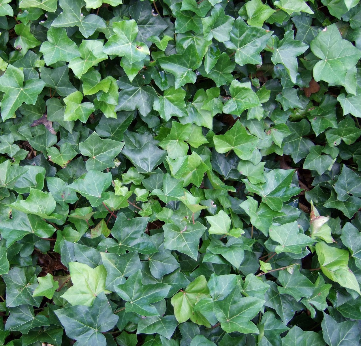 Tüplü Hedera Helix Vantuzlu Yeşil Duvar Sarmaşığı Fidanı