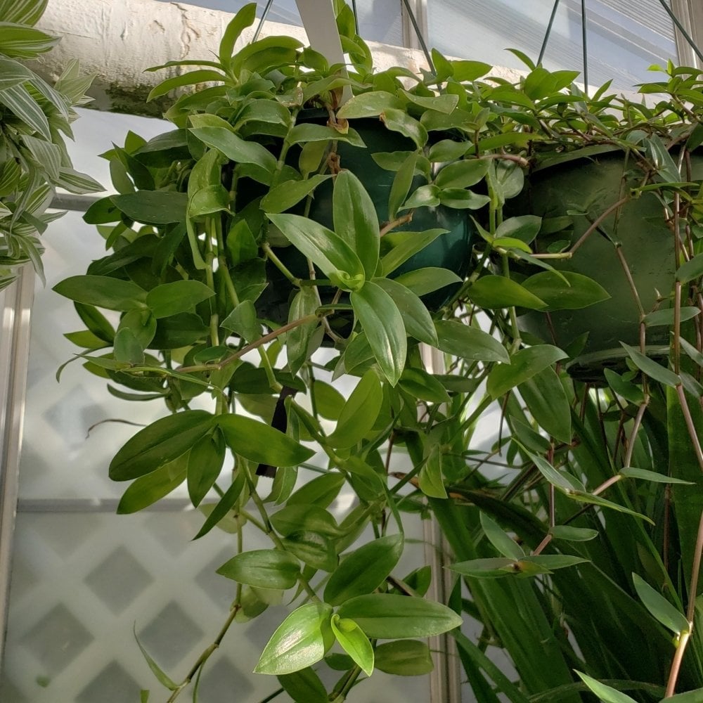 Tradescantia Albiflora Telgraf Çiçeği Fidesi (5 Adet)