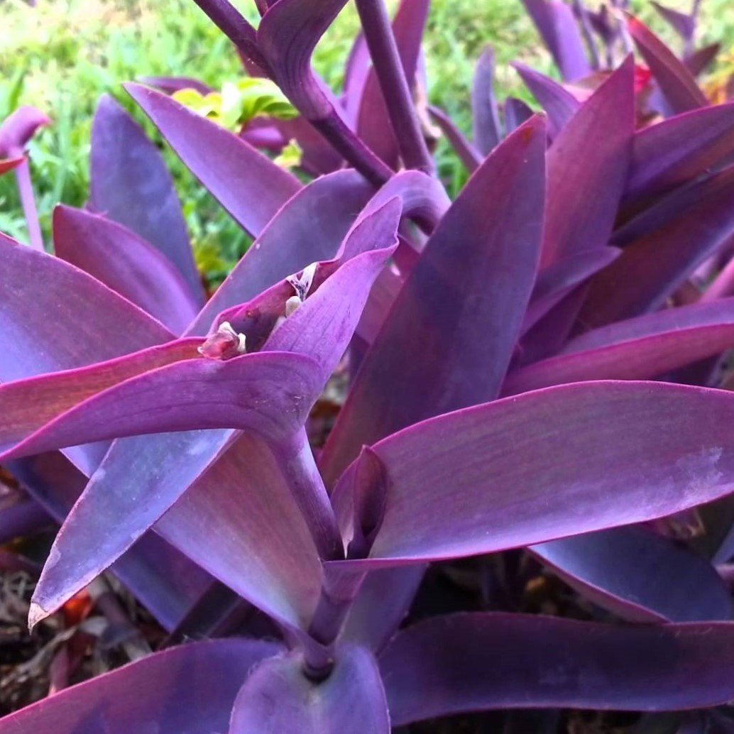 Tradescantia Pallida Purple Heart Mor Telgraf Çiçeği Fidanı