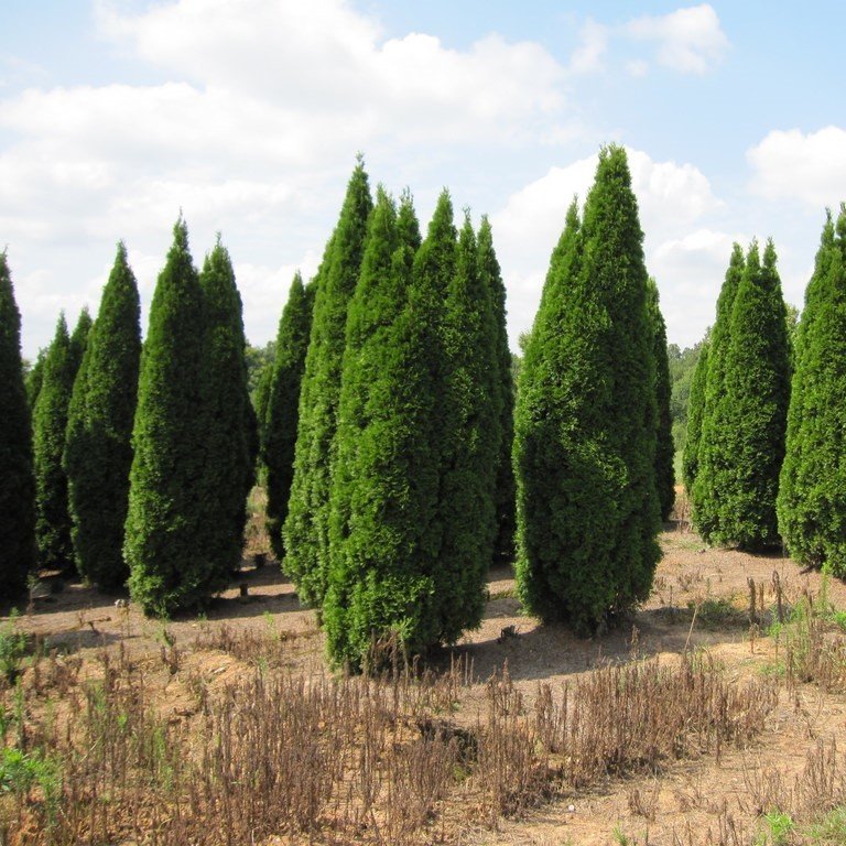 Tüplü Mazı (Thuja-Thuya) Fidanı