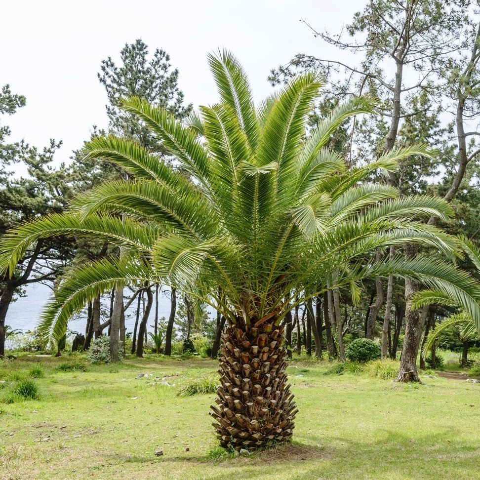 Tüplü Phoenix Canariensis Palmiyesi Fidanı (80-120 cm)