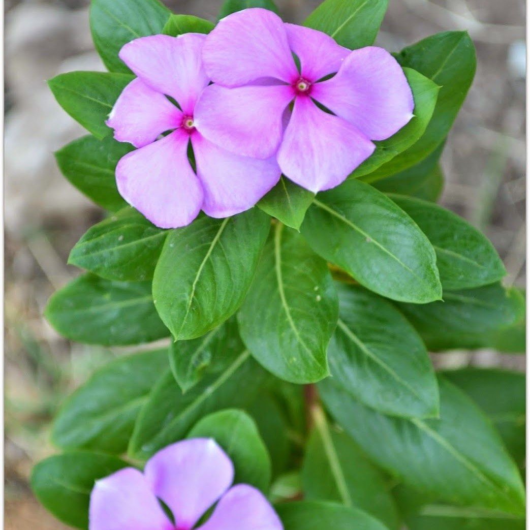 Vinca Soft Pink Rozet Çiçeği Tohumu (20 tohum)
