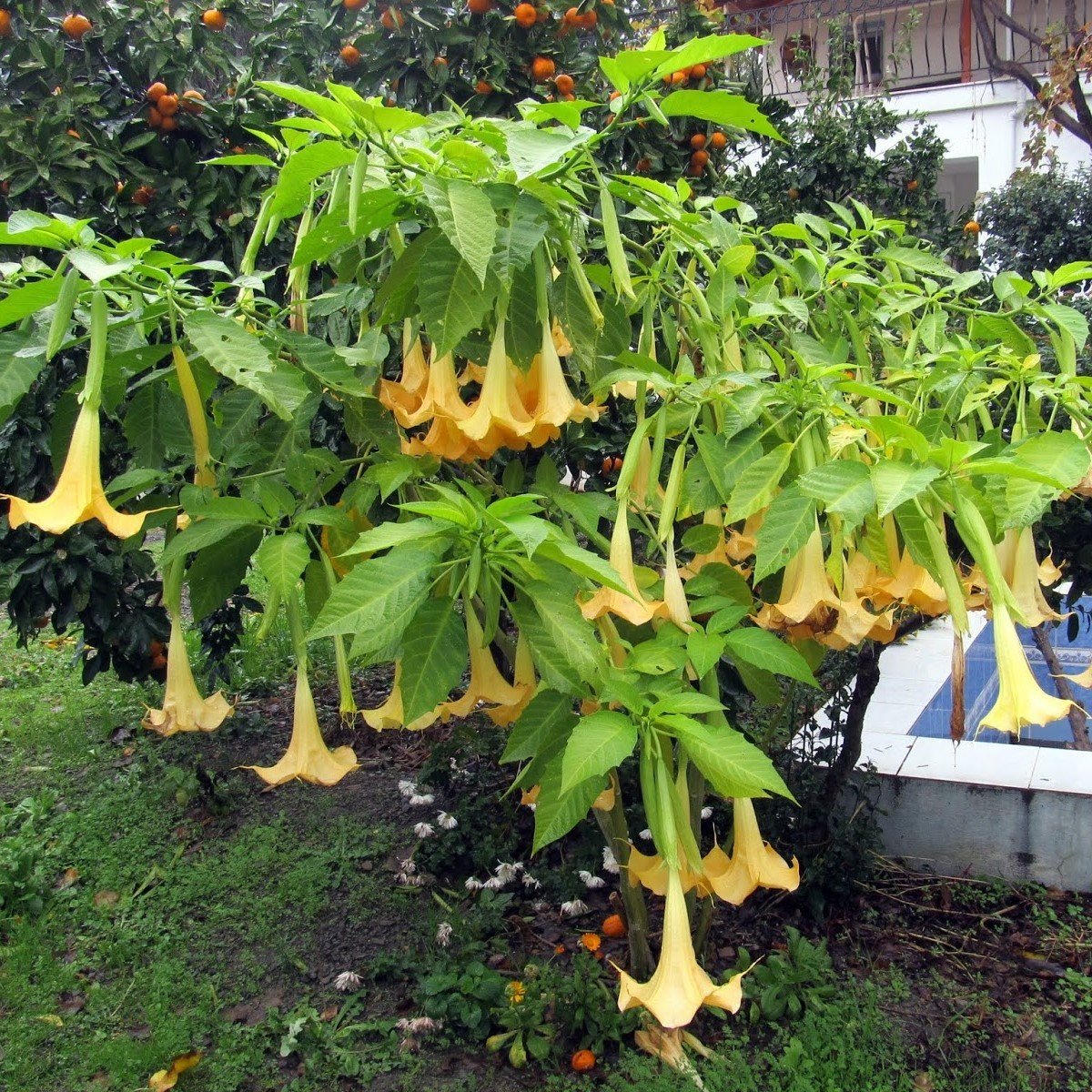 Yoğun Kokulu Sarı Renkli Meleklerin Borazanı Fidanı (80-100 cm)