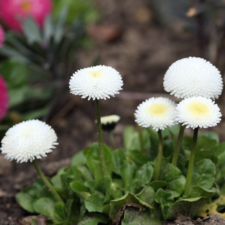 Bellis Perennis Beyaz Ponpon İngiliz Çayır Papatyası Çiçeği Tohumu(100 tohum)