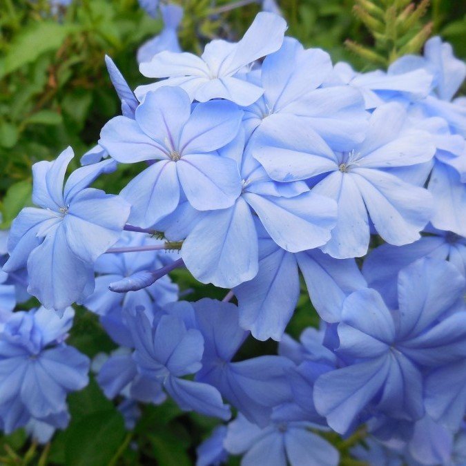 Tüplü Mavi Çiçekli Yasemin (Blue Jasmine) Fidanı (60-100cm)