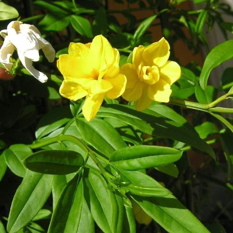 Tüplü Sarı Çiçekli Yasemin (Yellow Jasmine) Fidanı (150-200 cm)