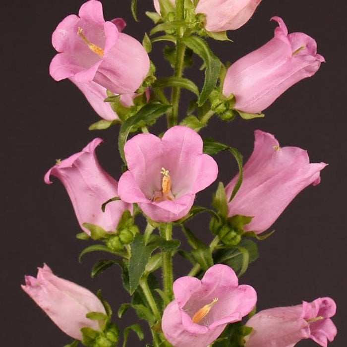 Rose Pink Isabella Campanula Çan Çiçeği Tohumu (100 tohum)