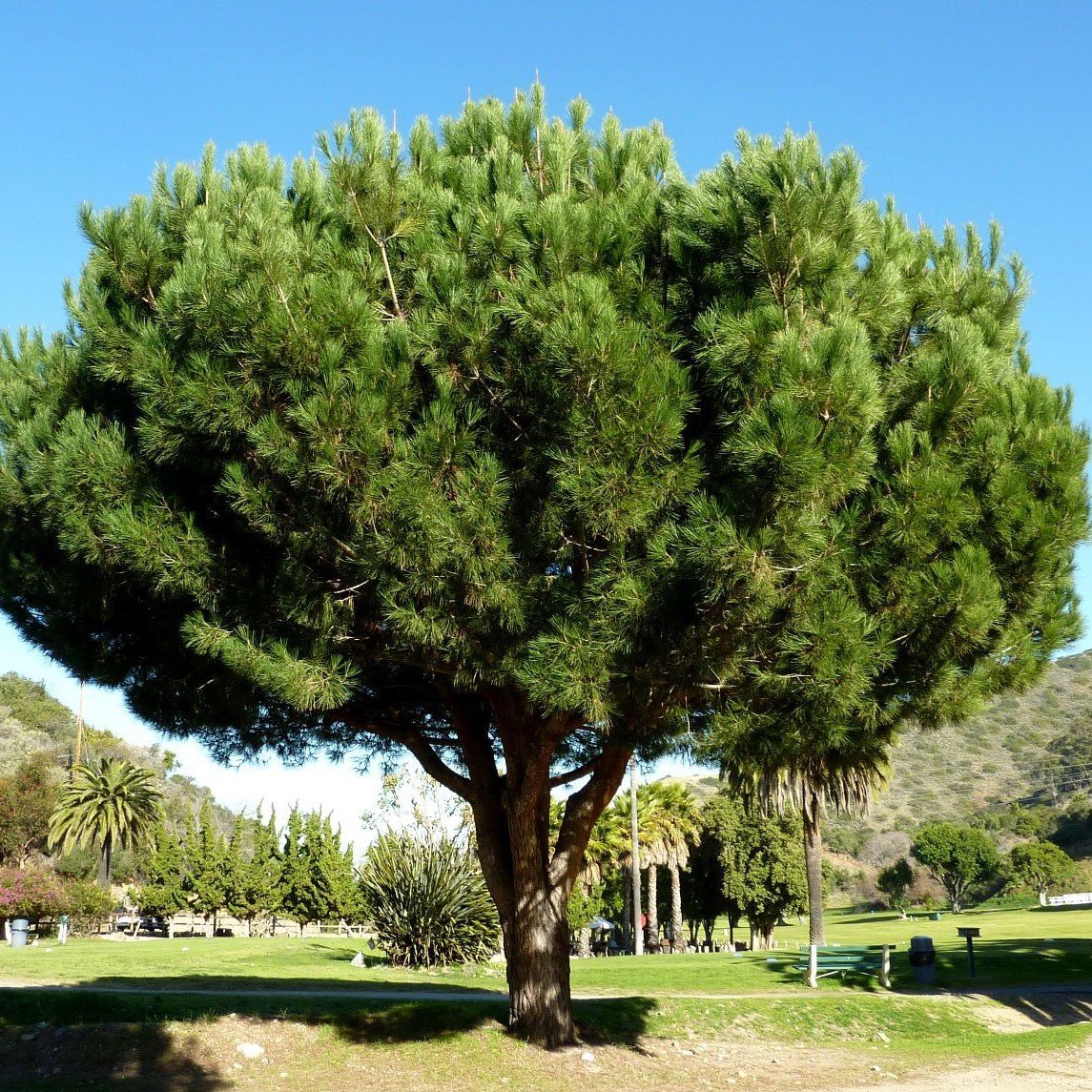 Tüplü (Pinus Pinea) Fıstık Çamı Fidanı