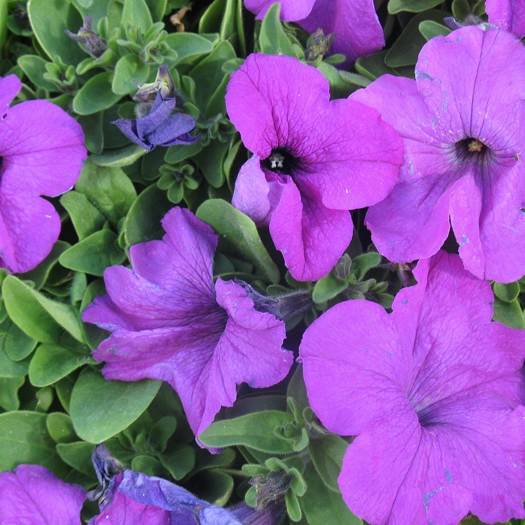 Purple Petunya Çiçeği Tohumu(100 tohum)