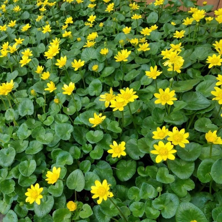 Özel Bodur Yellow Beauty Kadife Çiçeği Tohumu(20 tohum)