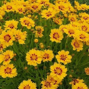 Sarı Kırmızı Tagetes Çiçeği Tohumu(50 adet)