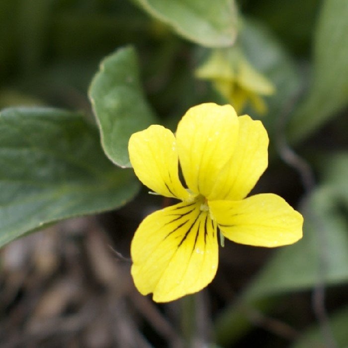 Golden Gate Violet Menekşe Çiçeği Tohumu (100 tohum)