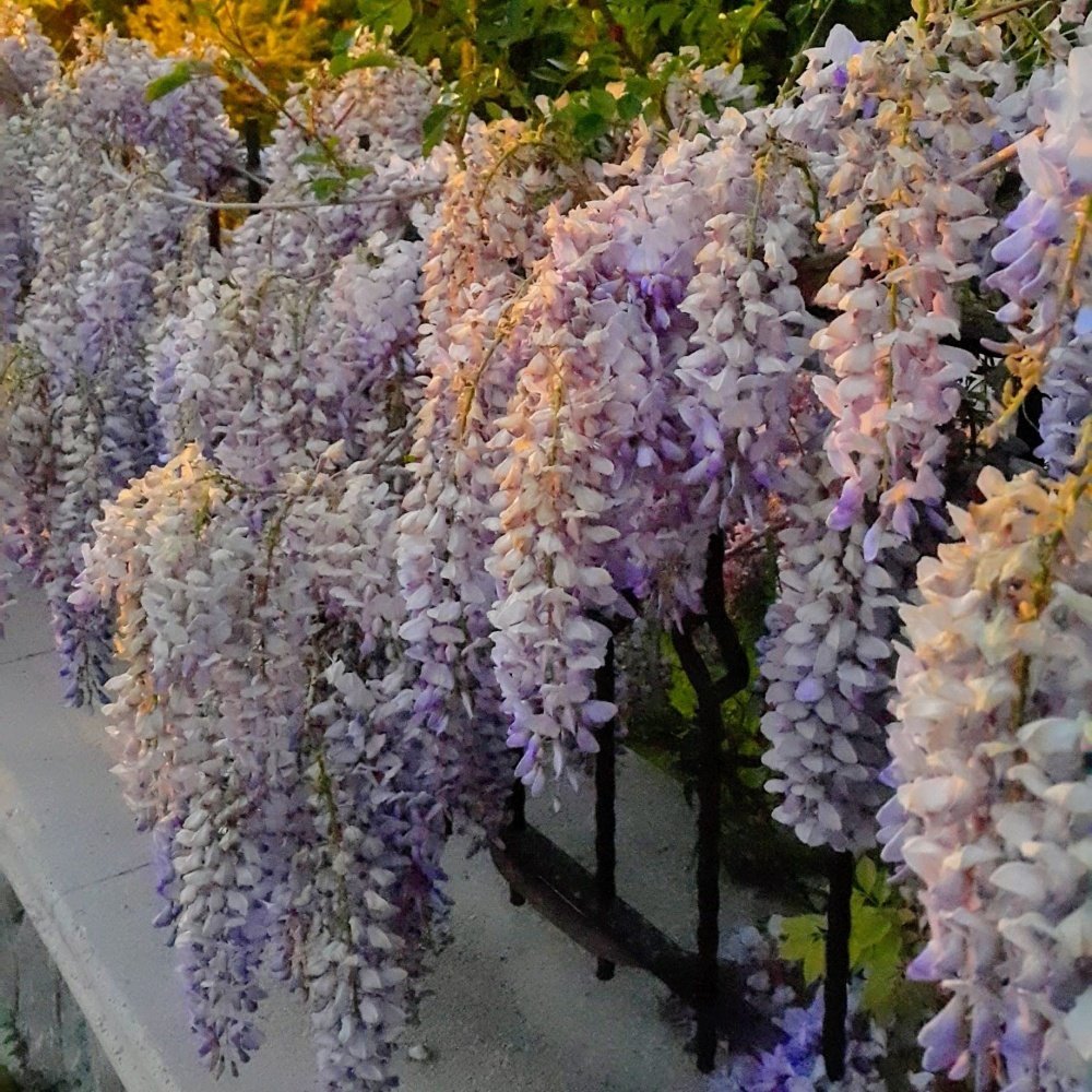Tüplü Yoğun Kokulu Wisteria Sinensis Mor Salkım Fidanı (100-200 cm)