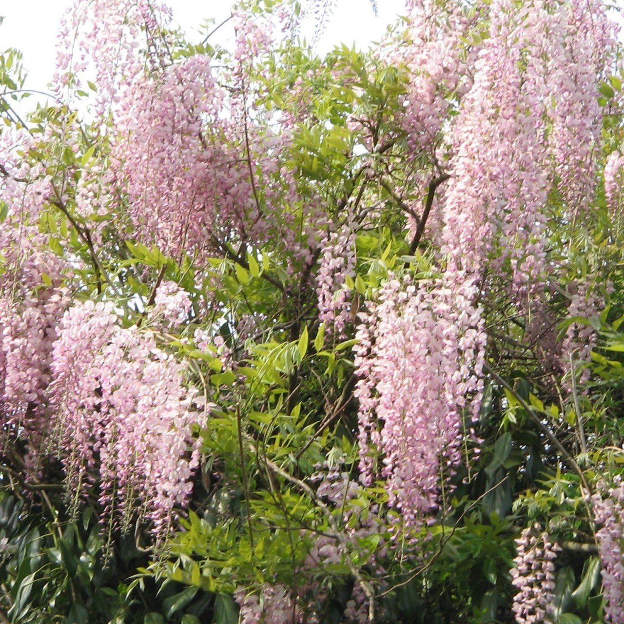 Tüplü Wisteria Floribunda Pembe Renkli Mor Salkım Fidanı