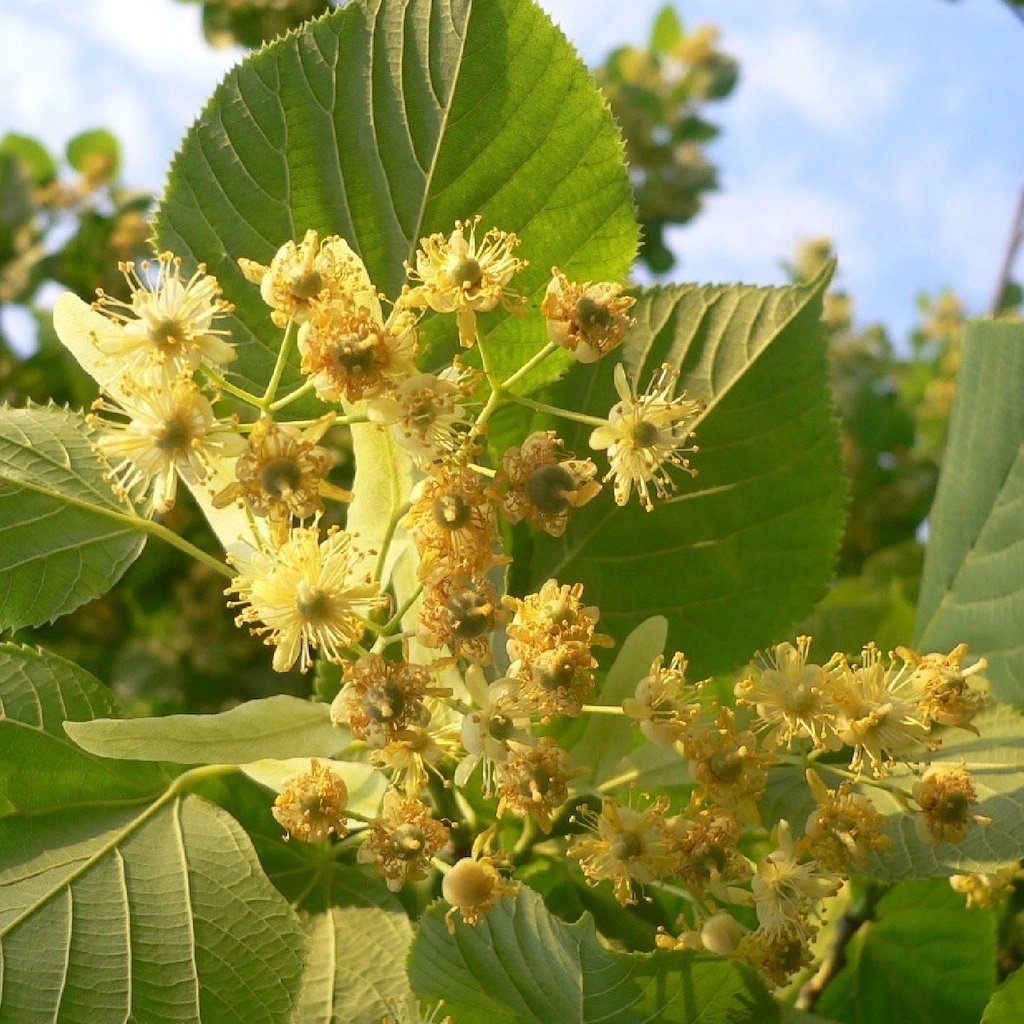 Tüplü Kokulu Ihlamur Ağacı (Tilia) Fidanı (10-20 Cm)