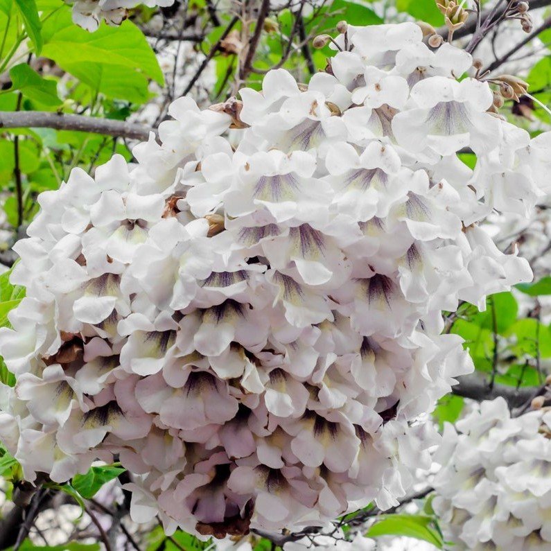 Tüplü Yoğun Kokulu Beyaz Paulownia Fortunei Fidanı