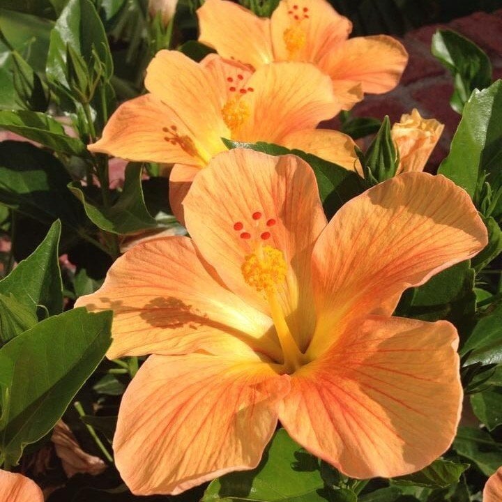 Tropaeolum Single Apricot Latin Çiçeği Tohumu (10 adet)