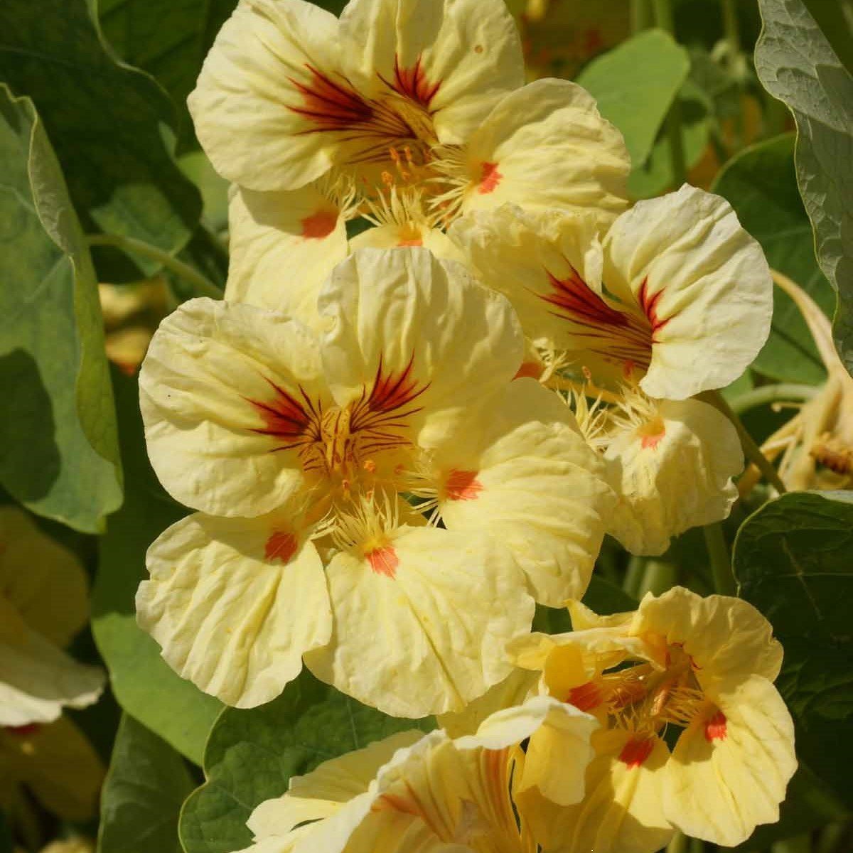 Tropaeolum Peach Melba Latin Çiçeği Tohumu (10 adet)