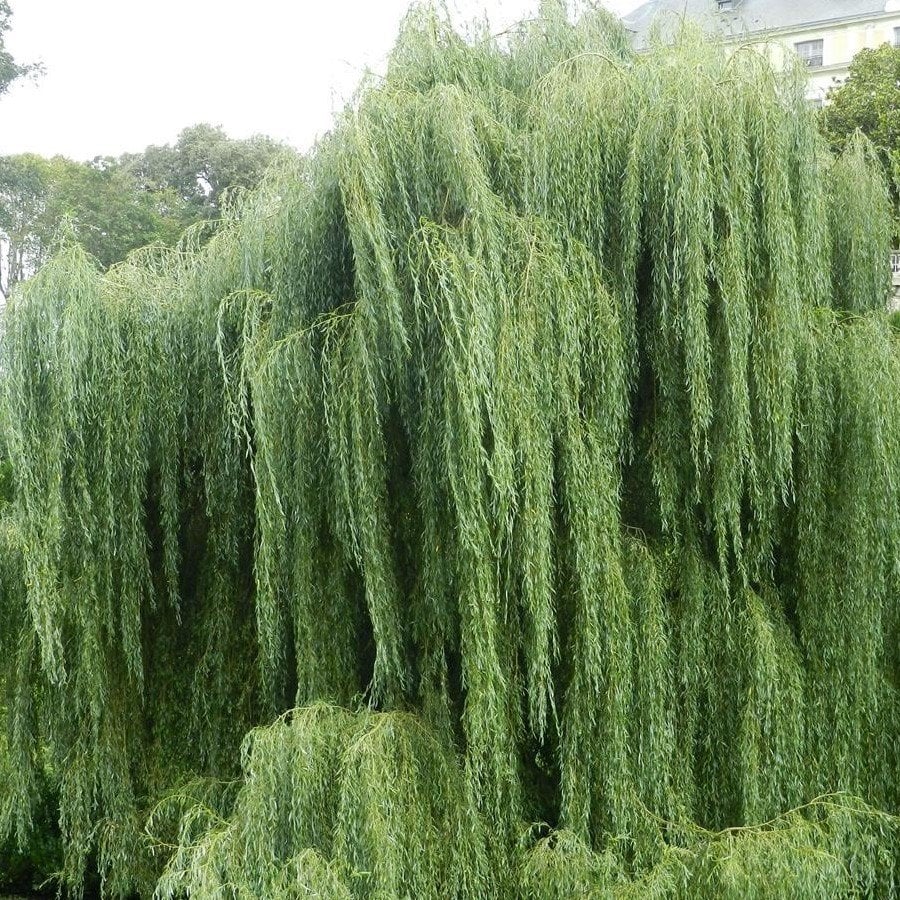 Tüplü Salkım Söğüt Ağacı (Salix Babylonica) Fidanı