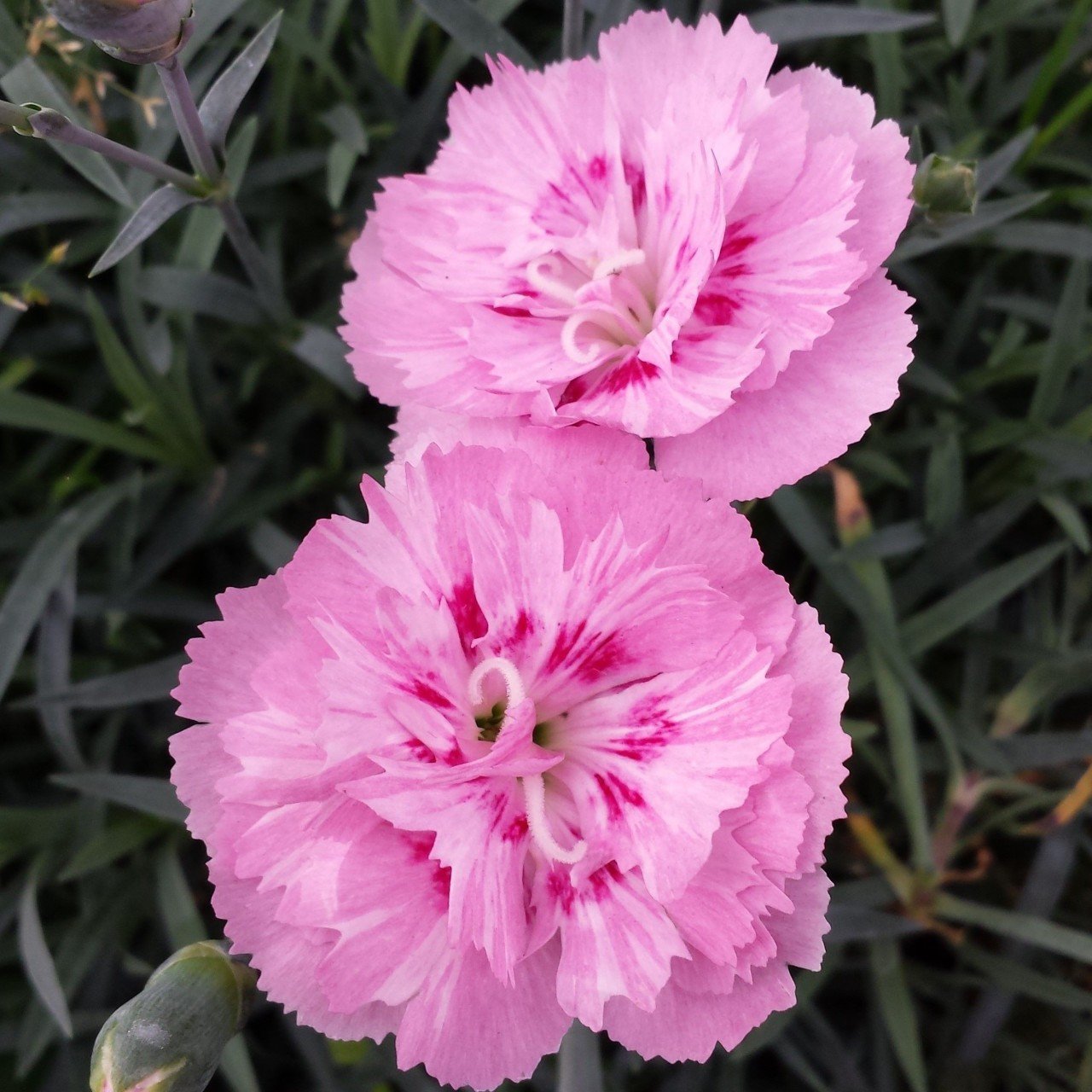 Soft Yumuşak Pembe Renkli Karanfil Çiçeği Tohumu (25 tohum)
