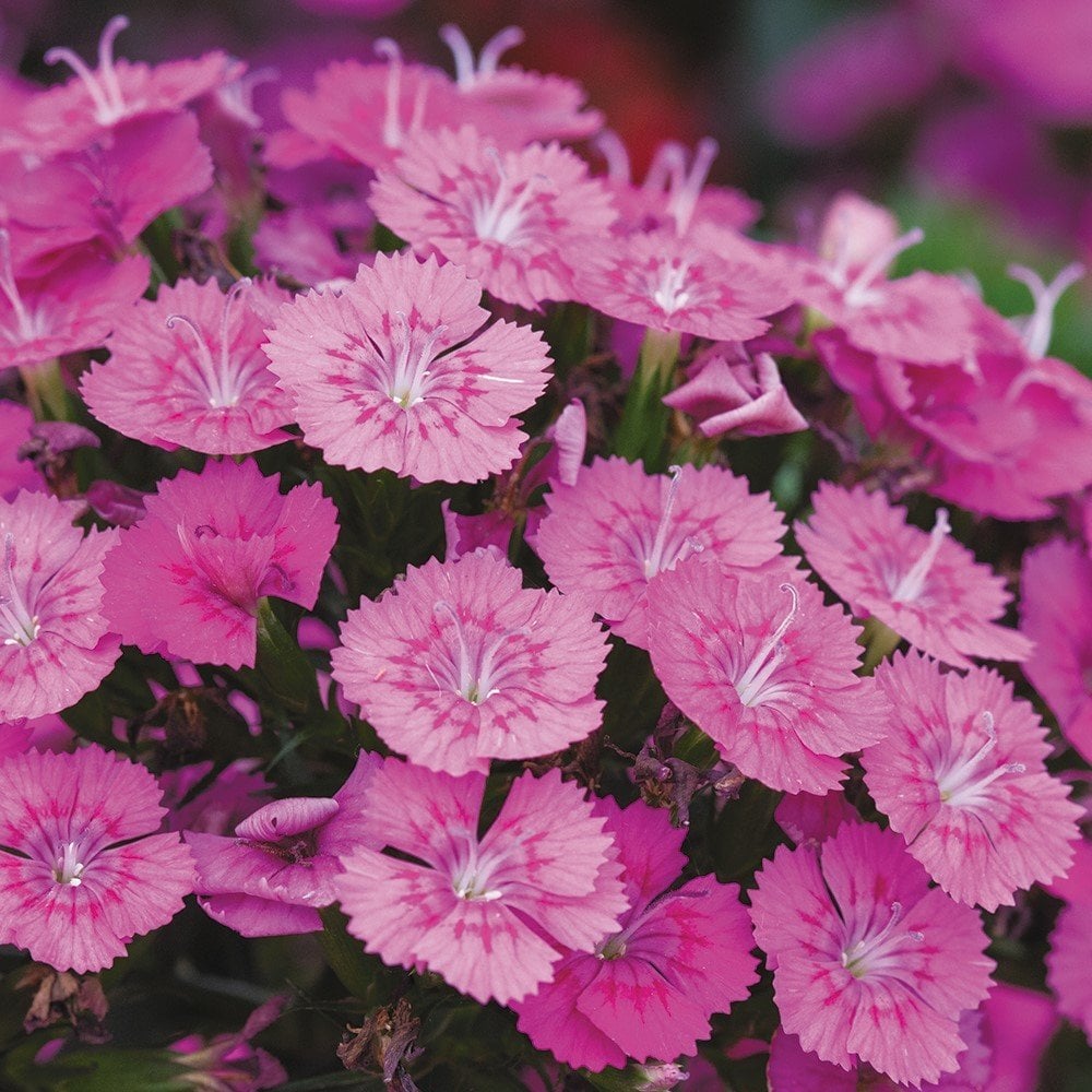 Keskin Pembe Dianthus Çiçeği Tohumu (50 tohum)