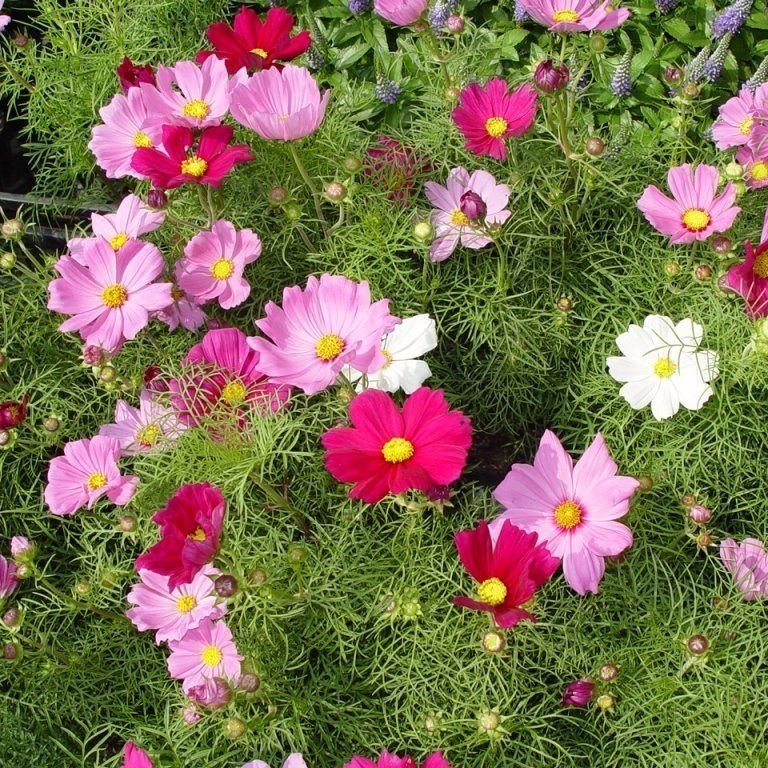Kozmos(Cosmos) Denizi Kabukları Çiçeği Tohumu(30 tohum)
