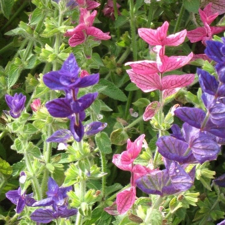 Salvia Horminum Karışık Renkli Adaçayı Çiçeği Tohumu (350 tohum)