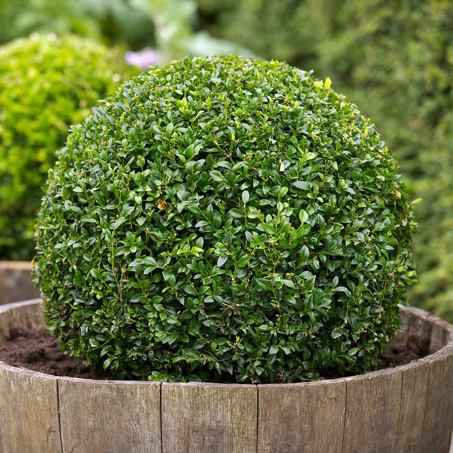 Tüplü Boxus Şimşir (buxus sempervirens) Fidanı