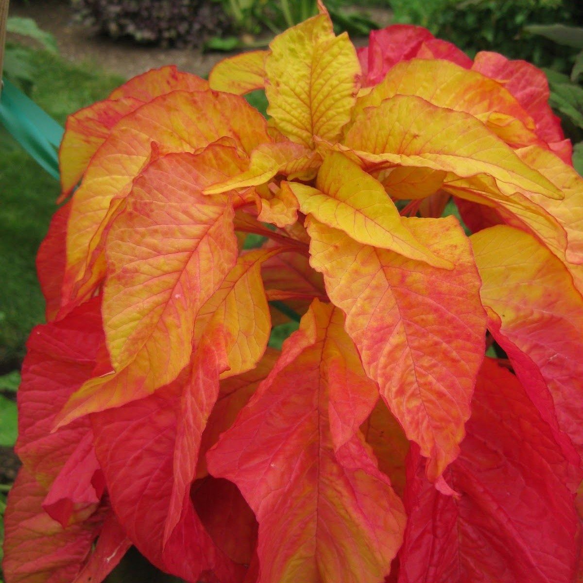 Sarı Kırmızı Amaranthus (Horoz İbiği) Çiçeği Tohumu (50 adet)