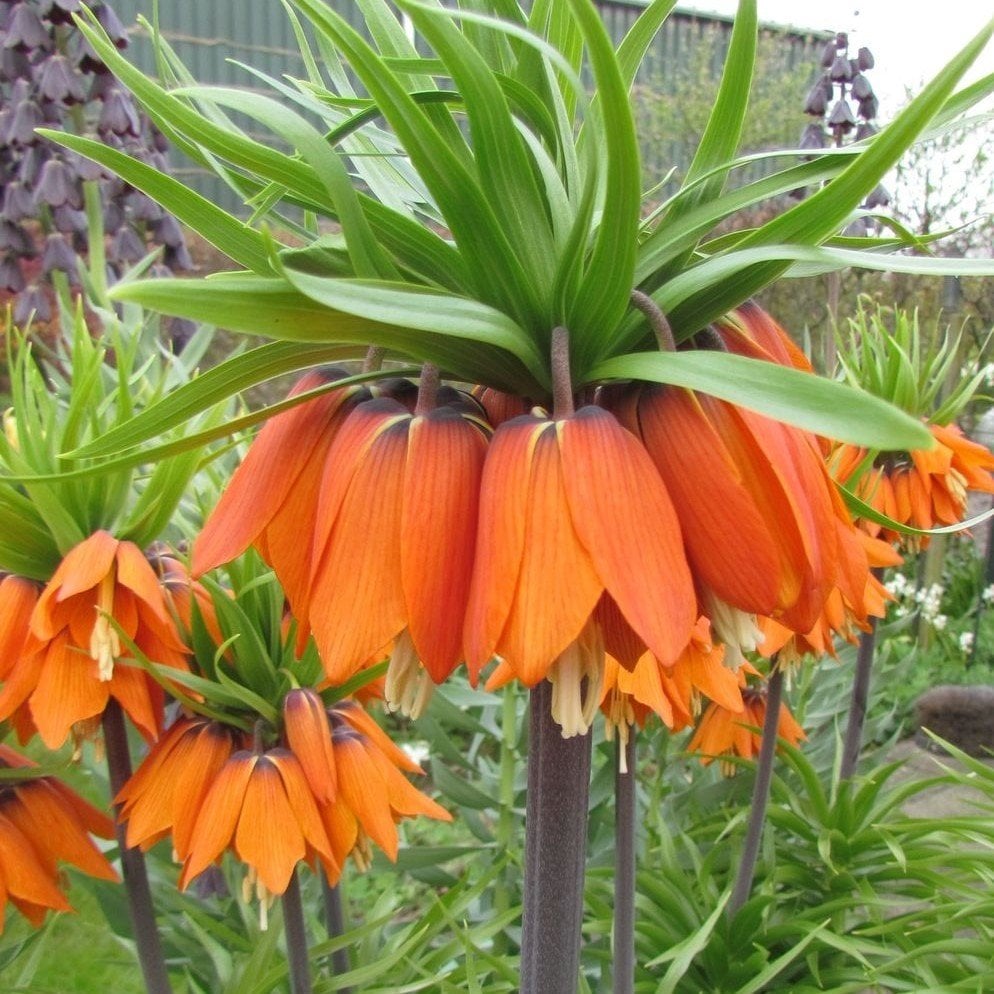 Turuncu Aurora Fritillaria Imperialis Ters Lale Soğanı (1 Adet)