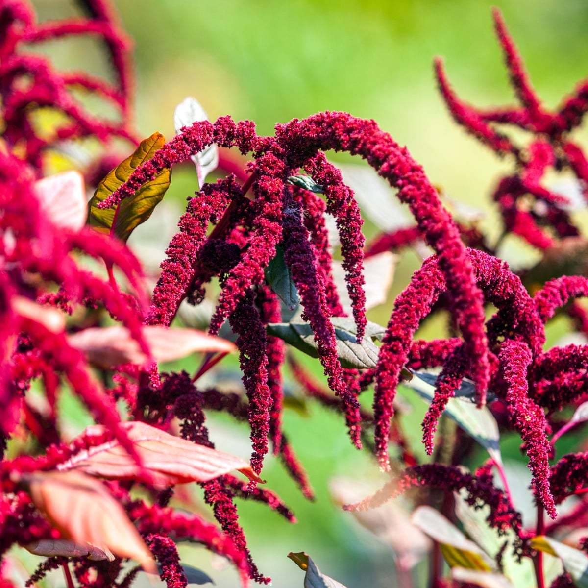 Kırmızı Renkli Red Spike Amaranthus Çiçeği Tohumu (50 tohum)
