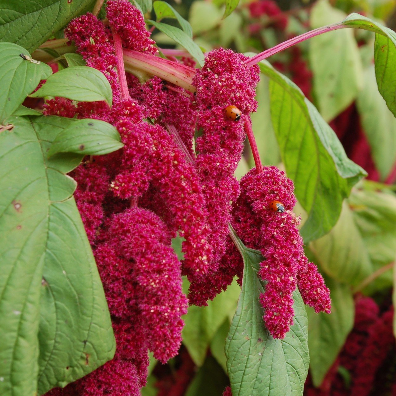 Kırmızı Amaranthus Caudatus Çiçeği Tohumu (100 tohum)