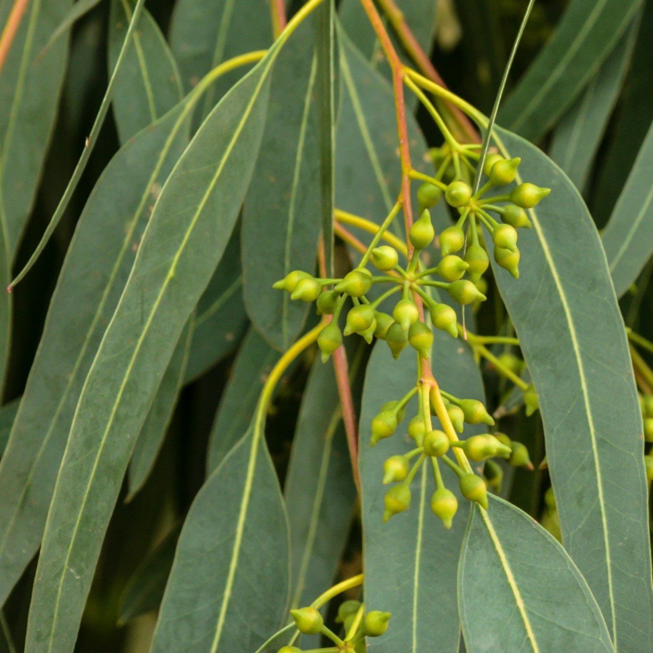 Tüplü Bataklık Kurutan Okaliptus (Eucalyptus) Fidanı