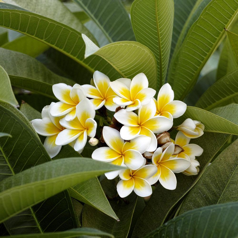 Tüplü Yoğun Kokulu Amerikan Fulu (Plumeria) Fidanı (5 Adet)