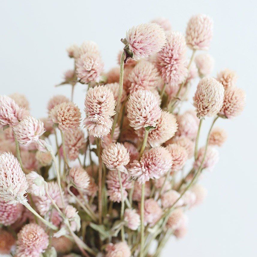 Gomphrena Globosa Somon Renkli Medine Çiçeği Tohumu (50 tohum)