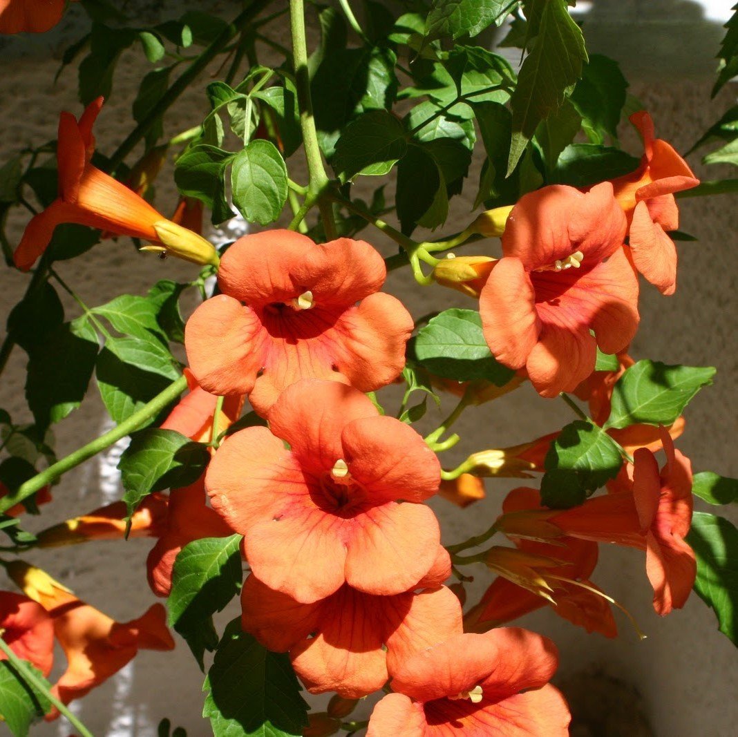 Tüplü Kavuniçi Renkli Acem Borusu (Campsis Radicans) Fidanı