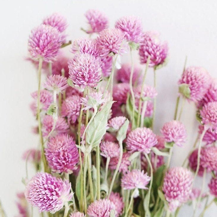 Gomphrena Globosa Pembe Medine Çiçeği Tohumu (50 tohum)