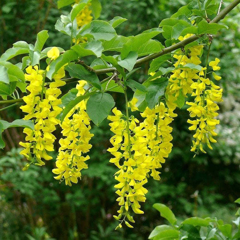 Tüplü Sarı Salkım Ağacı (Laburnum Alpinum) Fidanı